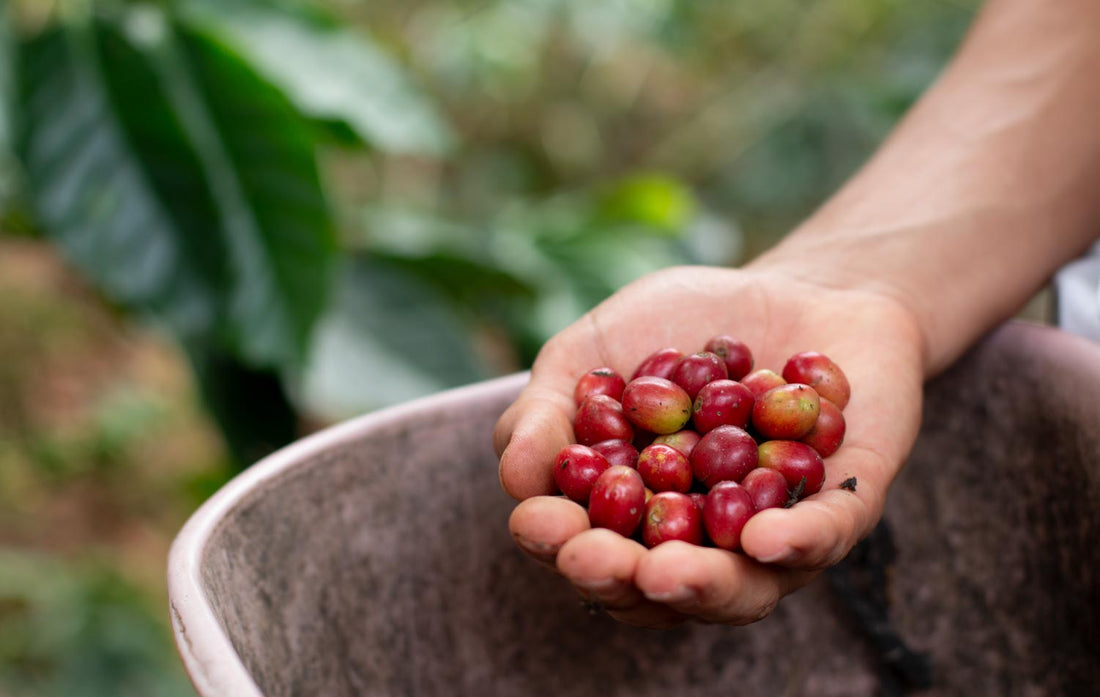 Exploring Colombia’s Coffee Culture: A Blend of Tradition and Innovation