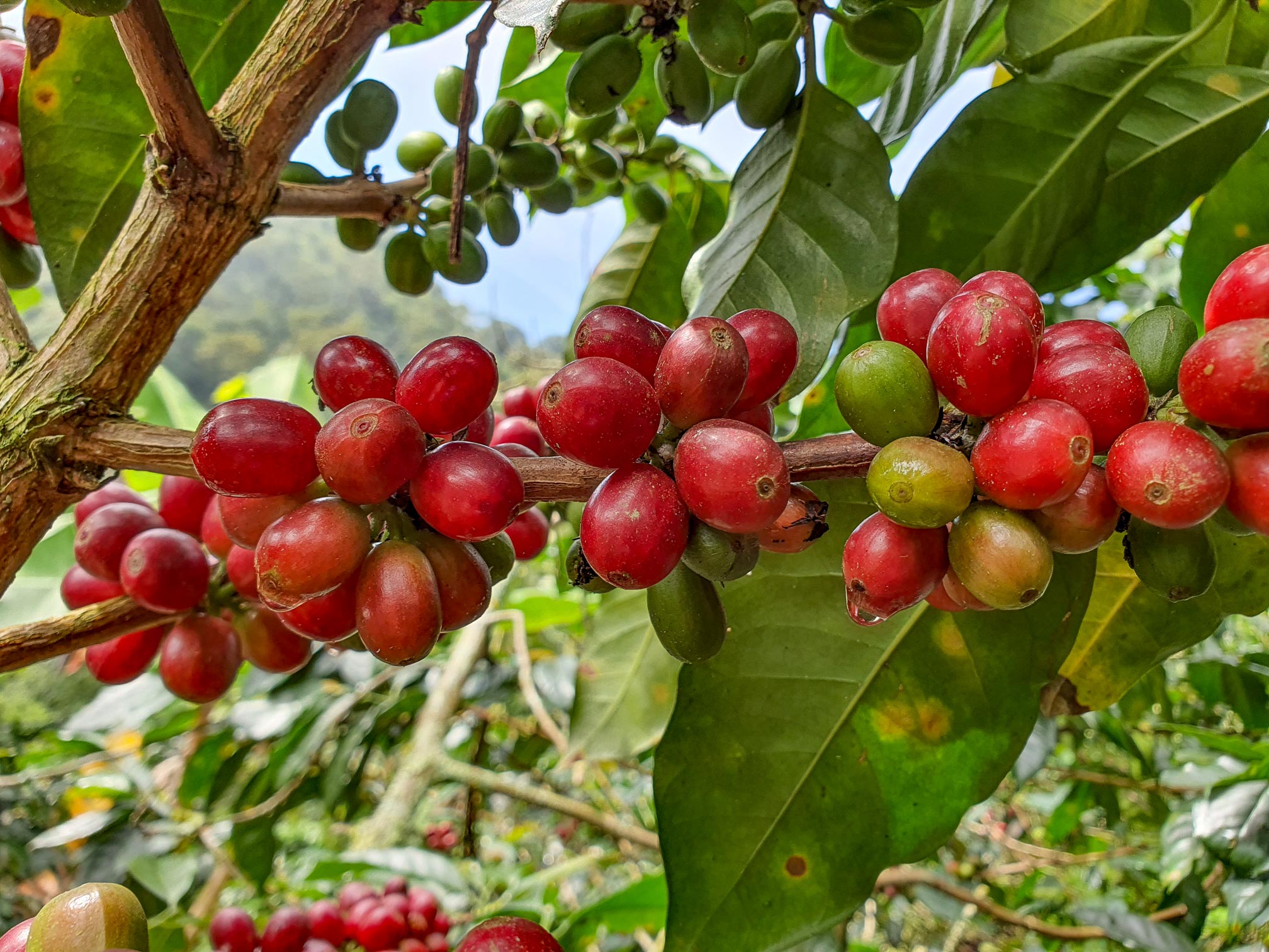 Why Single-Origin Colombian Coffee is a Must-Try for Coffee Lovers