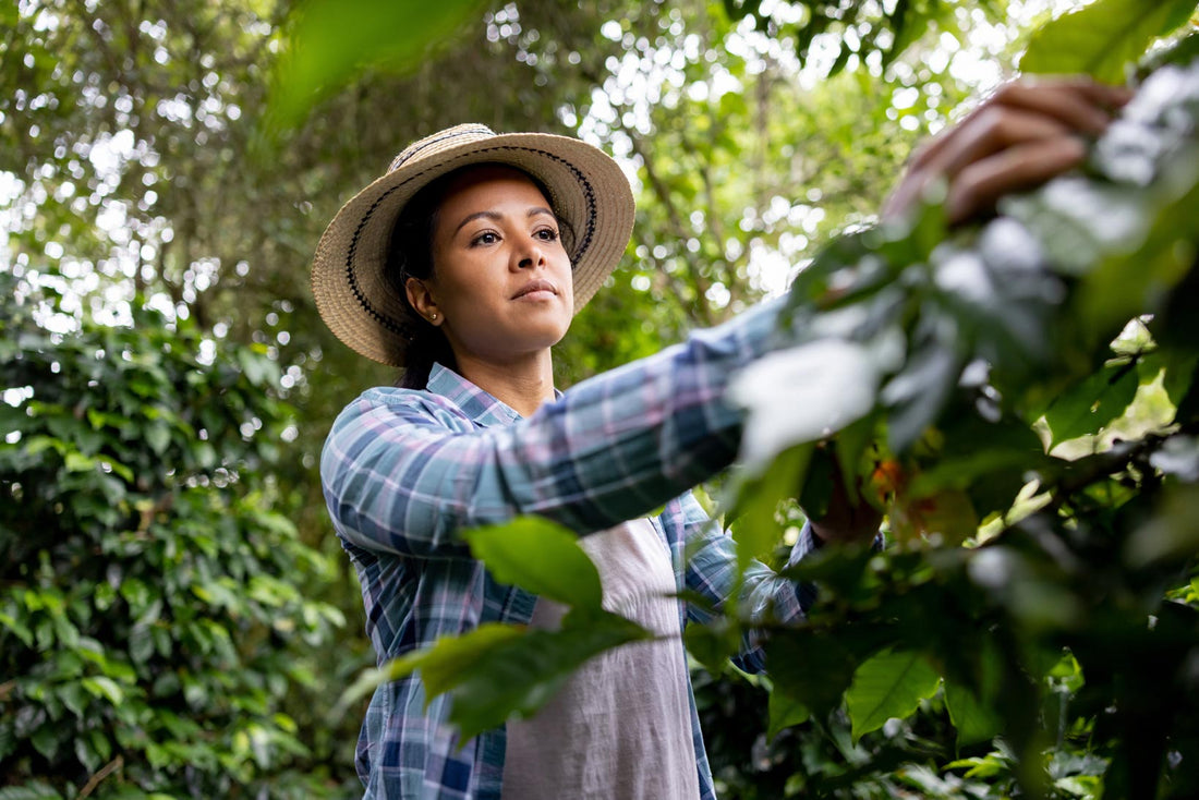 The Impact of Colombian Coffee on Local Communities and Sustainability