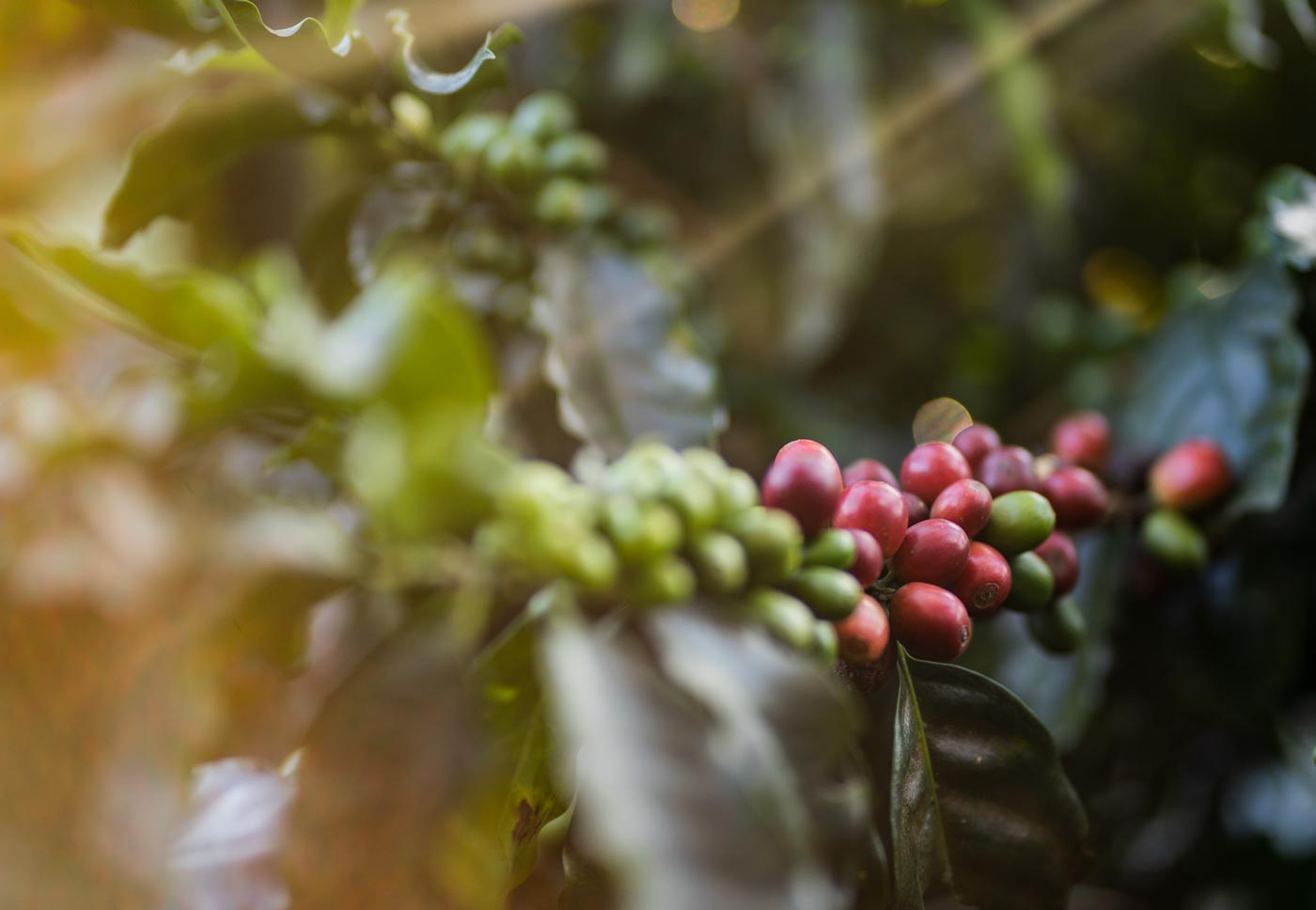 5 Health Benefits of Drinking Colombian Coffee