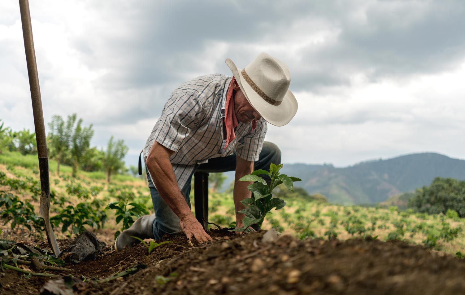 Colombia Coffee: from plant to cup in Australia